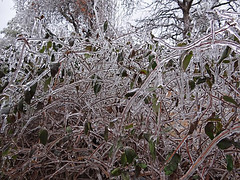 Ice Storm 22nd December 2013