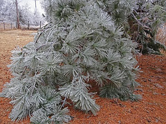 Ice Storm 22nd December 2013