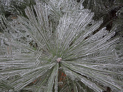 Ice Storm 22nd December 2013