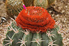 Turk’s cap cactus – Botanical Garden, Montréal, Québec