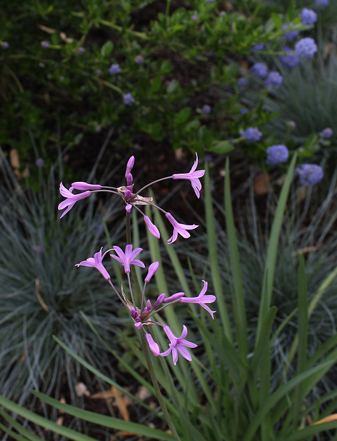 Le jardin de la grotte-Tulbaghia violacea