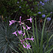 Le jardin de la grotte-Tulbaghia violacea