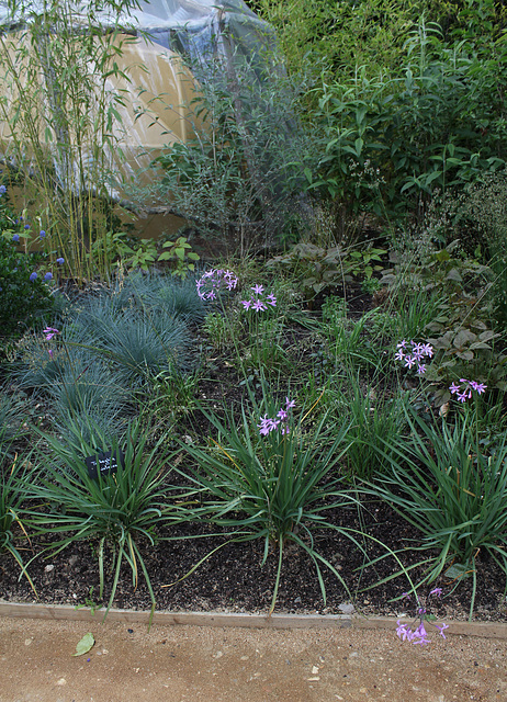 Le jardin de la grotte-Tulbaghia violacea (2)