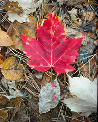 50/50 maple leaf, feuille d'érable