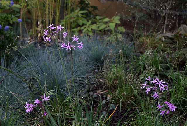 Le jardin de la grotte-Tulbaghia violacea (3)