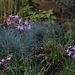 Le jardin de la grotte-Tulbaghia violacea (3)