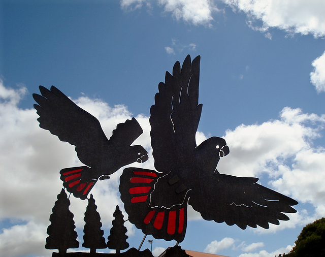 These glossy black-cockatoos held still