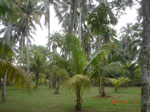 DSC08990