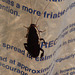 cockroach drymaplaneta communis.