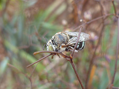 Sleeping blue banded bee