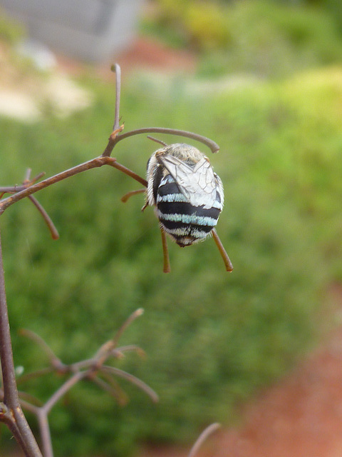 Sleeping blue banded bee