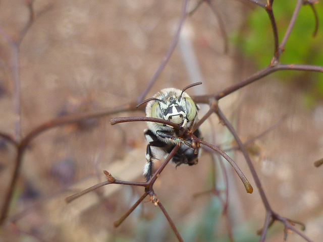 blue banded bee