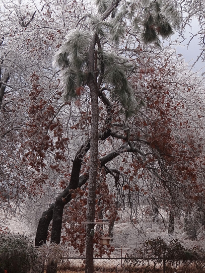 Ice storm 23-12-2013