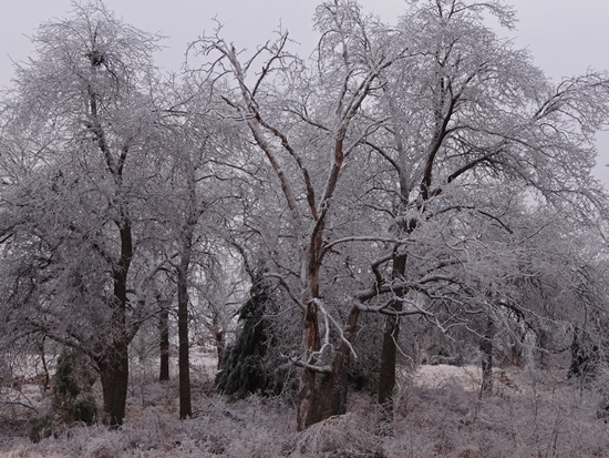 Ice storm 23-12-2013