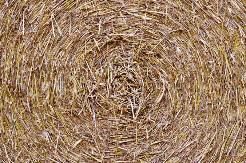 norfolk harvest