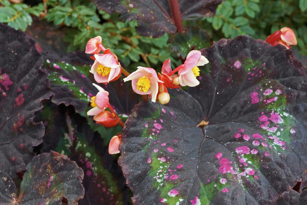 Leaking Pink – Botanical Garden, Montréal, Québec