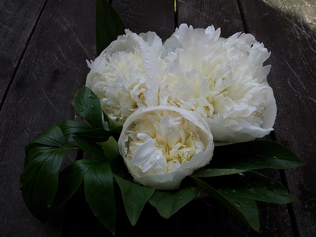 peonies again and again