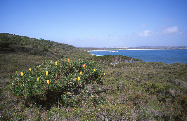 Banksia