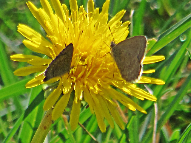 Butterflies on dandelion