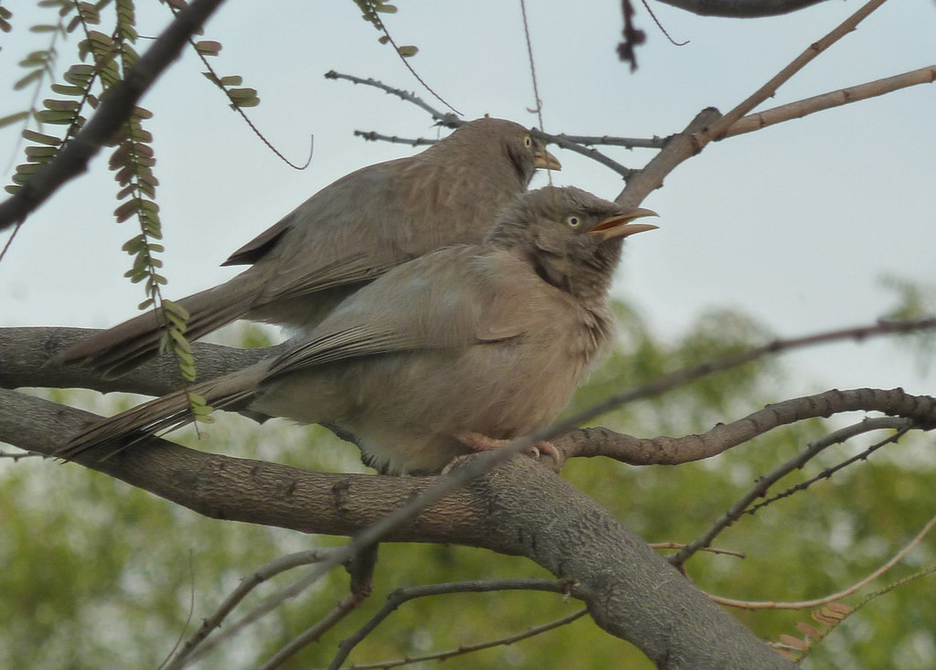 Jungle Babblers