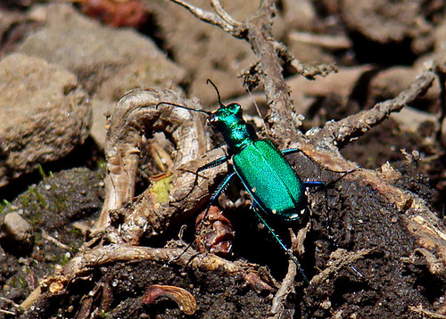 Six-spotted Green Tiger Beetle