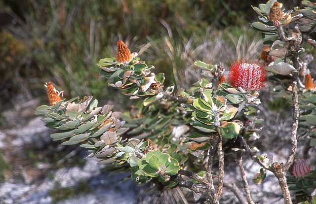 Banksia