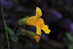 Seep-spring Monkeyflower