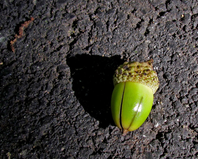 Acorn (from an oak tree of the genus quercus- Q)