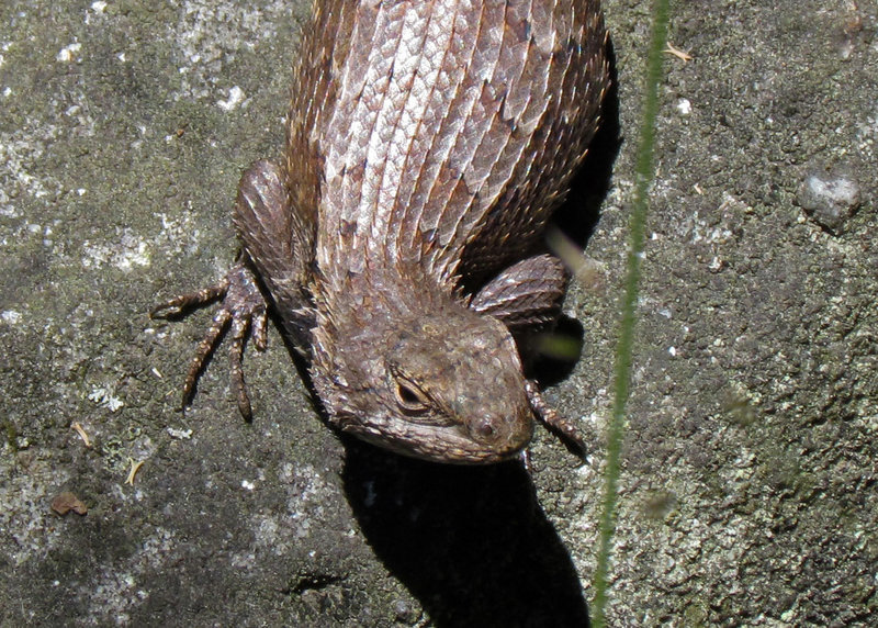 Eastern Fence Lizard