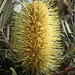 Banksia flower
