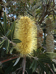 Banksia flower