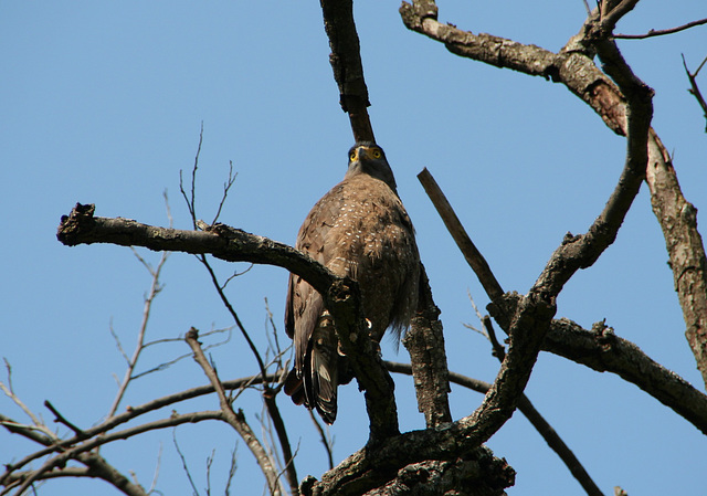 Crested Serpent Eagle