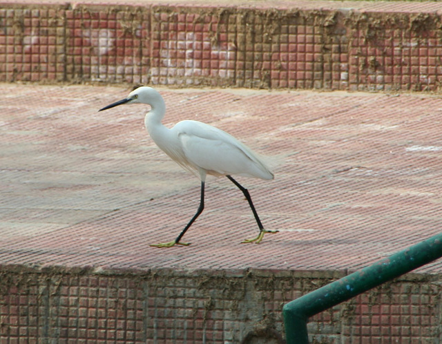 Great Egret