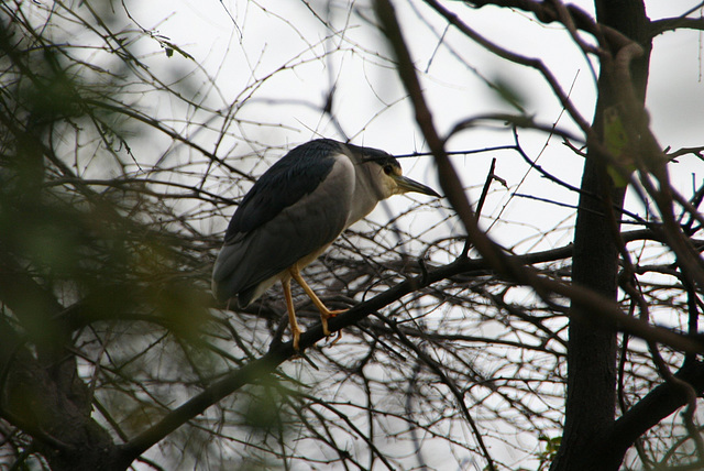 Black-crowned Night Heron