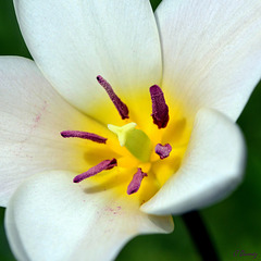 L'intimité d'une tulipe sauvage
