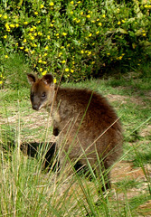 young wallaby