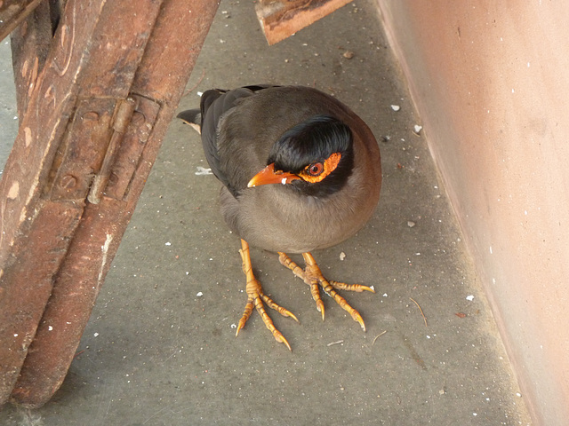 Mynah