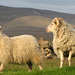 Moutons islandais dans la lumière du soir