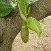 DSC09018