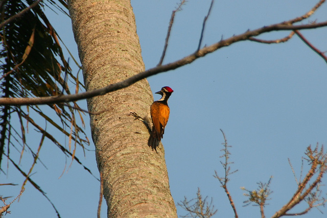 Greater Flameback Woodpecker