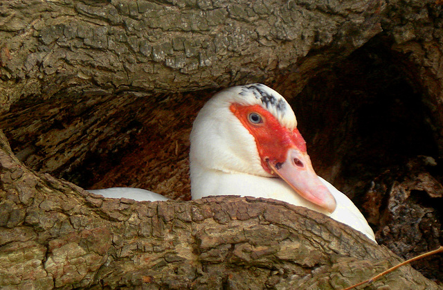 nesting duck in tree