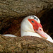 nesting duck in tree