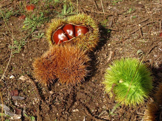 Chestnut