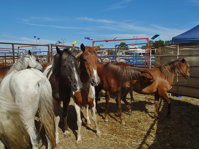 Stony Creek Rodeo 2014