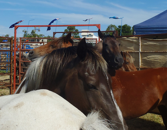 Stony Creek Rodeo 2014