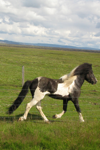 Ce petit cheval solitaire et à la robe particulière galopait, galopait... (Islande)