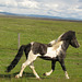 Ce petit cheval solitaire et à la robe particulière galopait, galopait... (Islande)