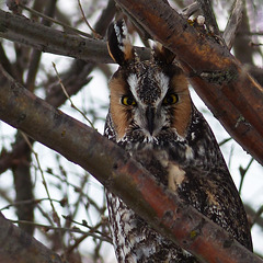 Hidden Long-eared Owl