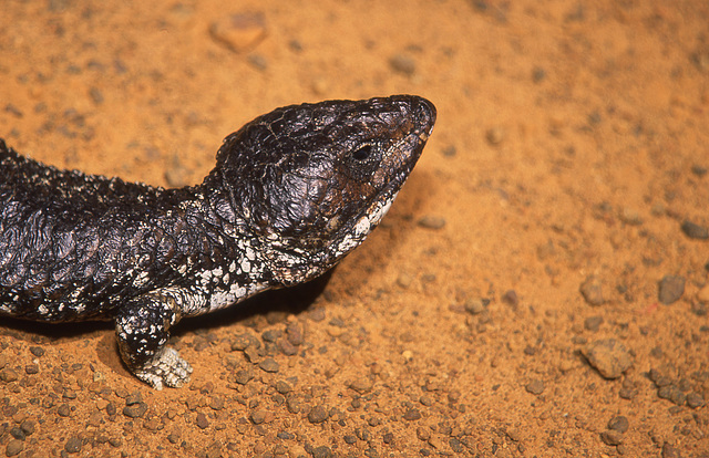 Shingle-back Skink