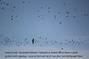 A lot  of lapwings in flight - The Ouse Estuary Nature Reserve - Newhaven - East Sussex - 2.1.2014